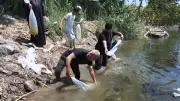 إطلاق مليون زريعة بلطي نيلي بالغربية لتعزيز الثروة السمكية