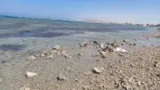 انحسار مياه البحر يكشف مساحات شاسعة من قاع شاطئ الجبيل بالطور