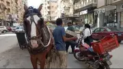حملة مكبرة لملاحقة النباشين في حي غرب المنصورة