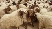 كيف تحمي طفلك من صدمة أضحية العيد؟ نصائح ذهبية للتعامل الصحيح