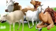 الأزهر يحذر من إلقاء مخلفات الأضاحي في الطرق العامة قبل عيد الأضحى
