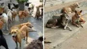 بعد توجيهات مدبولي: المحليات تواجه كلاب الشوارع بالتعقيم والتحصين وإنشاء مأوى بالتبين