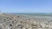 ظاهرة نادرة: انحسار مياه البحر يكشف الشعاب المرجانية بطور سيناء