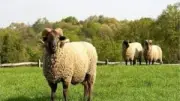 النقل الذكي يعزز توزيع صكوك الأضاحي ويوسع قاعدة المستفيدين