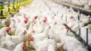 انخفاض كبير في أسعار الدواجن مع عروض عيد الأضحى