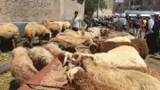 تحذير رسمي من لحوم رخيصة تهدد صحتك رغم سعرها المغري