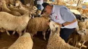 استعدادات عيد الأضحى: تحركات حكومية لتوفير اللحوم وضبط الأسواق وفتح المجازر مجانًا