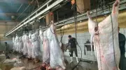 أسماء وأماكن المجازر الحكومية المجانية في محافظة مطروح لعيد الأضحى