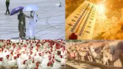 أخبار التوك شو: الأرصاد تعلن استقرار الطقس والزراعة تفتح المجازر مجانا