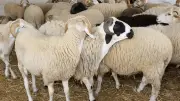 دليلك الصحي لتجميد اللحوم وحفظ جودتها وسلامتها الغذائية