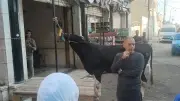 اصطفاف أهالي الإسكندرية لذبح الأضاحي بمحلات الجزارة في أول أيام عيد الأضحى