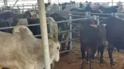 بدء نحر أضاحي الأوقاف لتوزيعها على الأسر الأولى بالرعاية