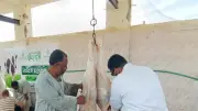 رفع الاستعداد القصوى بمجازر أسوان طوال عيد الأضحى وتكثيف النظافة والتطهير