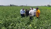 تكثيف حملات حماية الأراضي الزراعية بالجيزة خلال عيد الأضحى