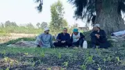 وكيل زراعة كفر الشيخ يتفقد المحاصيل الصيفية ويقدم الدعم الفني للمزارعين خلال العيد
