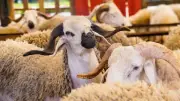 موعد انتهاء وقت ذبح الأضحية وأيام الذبح في عيد الأضحى
