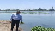 زراعة المنوفية تراقب ارتفاع منسوب النيل لحماية الأراضي والزراعات الصيفية