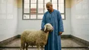 الأوقاف تكشف الأخطاء الشائعة في الأضحية وتقدم تصويباتها الشرعية والصحية