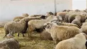 آخر موعد لذبح الأضحية: غروب شمس ثالث أيام التشريق
