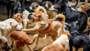 داليا الأتربي تؤيد مقترح تصدير الكلاب الضالة كحل مبتكر بشرط التوازن البيئي