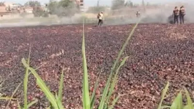 حريق هائل يلتهم 10 فدادين بصل في ميت سلسيل بالدقهلية