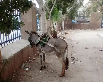 انهيار أسعار الحمير في مصر: من 1000 جنيه وأقل من مليون رأس