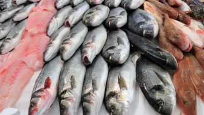 أسعار السمك والفراخ في المنيا اليوم الجمعة 12 يونيو 2026