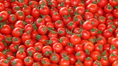 انخفاض أسعار الطماطم في الأسواق.. الكيلو يبدأ من 20 جنيها