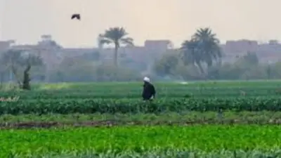طقس البحيرة اليوم: 33 درجة مئوية في دمنهور وأجواء رطبة