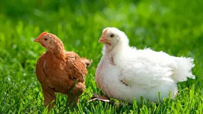 استقرار أسعار الفراخ اليوم الجمعة 5 يونيو 2026 في بورصة الدواجن