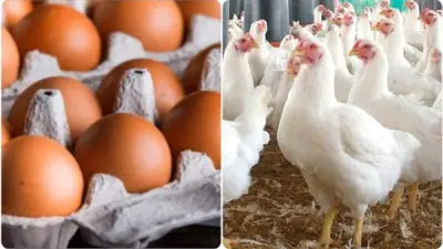 ثروت الزيني: البيض بـ65 جنيها في المزرعة ولا دور للسمسار في تحديد الأسعار