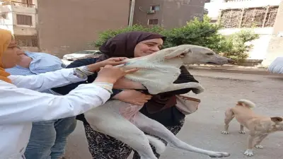محافظة الجيزة تعلن تطعيم 7674 كلباً ضالاً وتعقيم 1294 آخرين في إمبابة