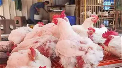 أسعار الفراخ البيضاء اليوم الاثنين 8-6-2026 في المزارع والأسواق