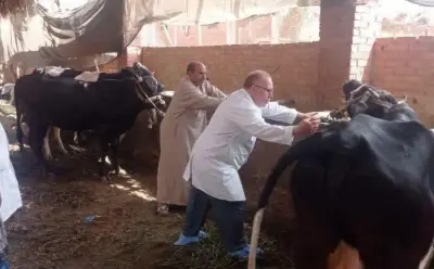 بـ8 ملايين جرعة.. الزراعة تختتم حملة تحصين الماشية ضد الحمى القلاعية وحمى الوادي المتصدع