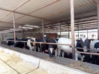 وزير الزراعة يعلن ضخ نصف مليار جنيه جديدة لمشروع البتلو بإجمالي تمويلات 11 مليار
