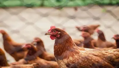 حكم ذبح الطيور داخل الحمام.. أمين الفتوى يوضح الجواز بشروط