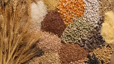 صحة الجيزة: القمح الكامل يدعم الدايت ويمنح الشبع لكنه ليس علاجًا للسمنة