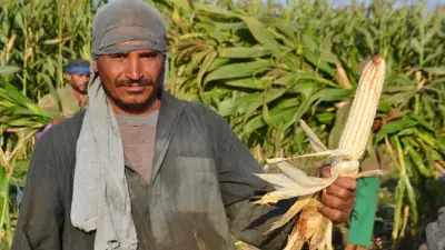 الزراعة تضع روشتة متكاملة لمكافحة دودة الحشد الخريفية وحماية المحاصيل