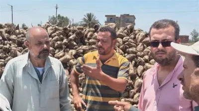 استجابة فورية من زراعة الدقهلية لأزمة نقل بنجر السكر في غزالة