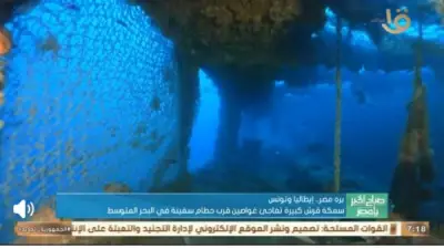 ظهور نادر لسمكة قرش بيضاء ضخمة في البحر المتوسط يثير دهشة العلماء