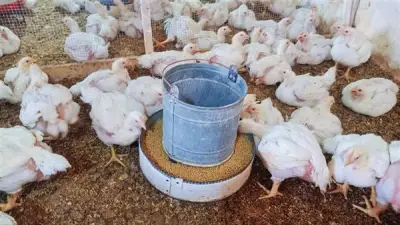 بيطري القاهرة تطلق الدورة الثالثة من مشروع الدجاج الآمن لدعم الأمن الغذائي