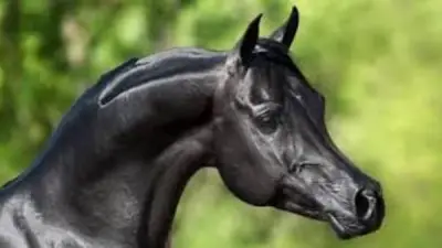 برلماني: دعم صناعة الخيل العربي الأصيل خطوة استراتيجية لتعزيز الاستثمار وصون التراث المصري