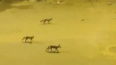 الجعفري: الثعلب كائن جبلي يهرب من البشر ولا يشكل خطراً على الأطفال