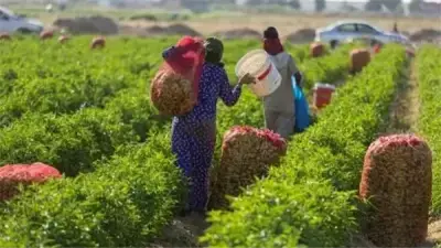 طقس مصر غدا: أجواء صيفية مستقرة وتحذيرات زراعية في شهر بؤونة