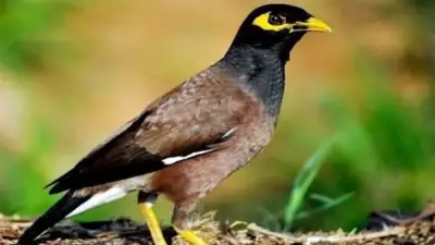 وزيرة البيئة ترفع الاستعداد لمواجهة طائر المينا الهندي الدخيل في مصر