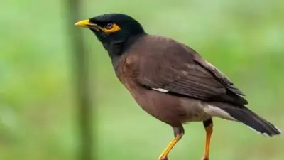 عدو يغزو السماء.. كيف يهدد طائر المينا الهندي الحياة البرية في مصر؟