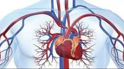 علامات ضعف الدورة الدموية في الجسم وطرق التعامل معها