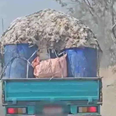 ضبط سيارة محملة بدواجن نافقة في ديرب نجم قبل توزيعها على الأسواق