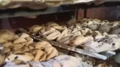455 محضرًا ضد المخابز المخالفة في حملات تموينية بأسيوط