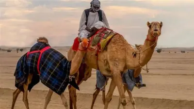تفسير حلم ركوب الجمل في المنام ودلالته على التغلب على الأعداء